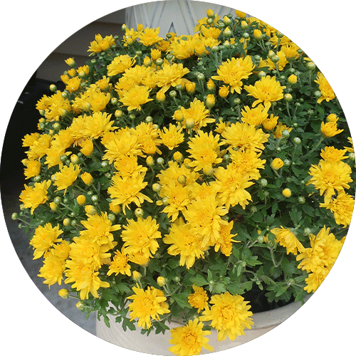 Yellow Mums.